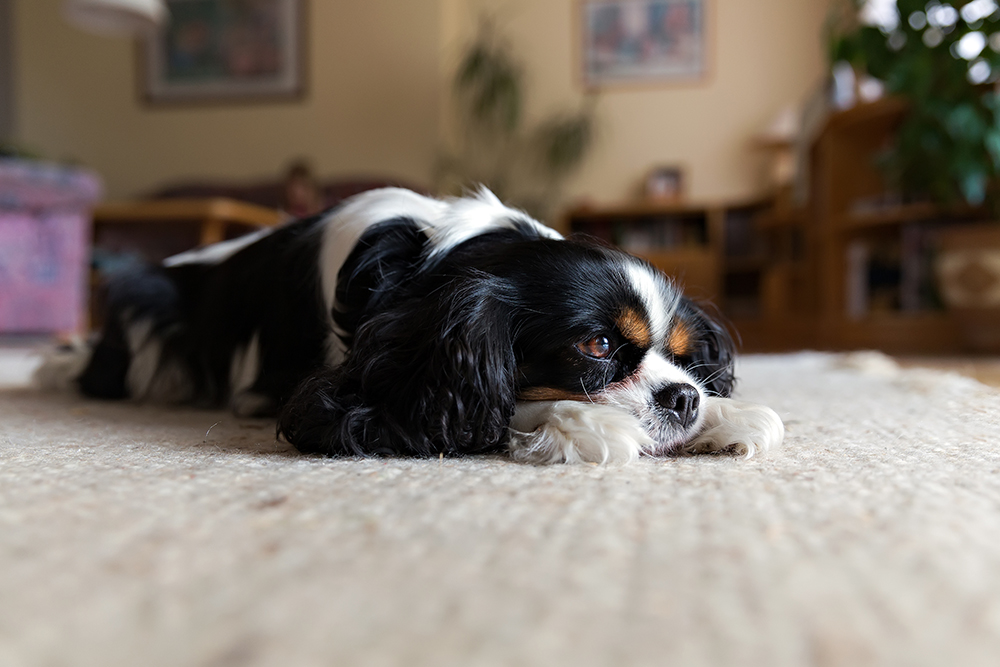 The Ultimate Carpet Cleaning For Pets Guide: Tips + Tricks 10 carpet cleaning for pets